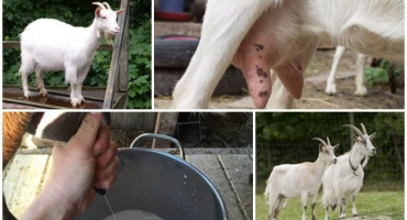 Co dělat a jak zacházet s kozou, pokud špatně žere a dává málo mléka a důvody